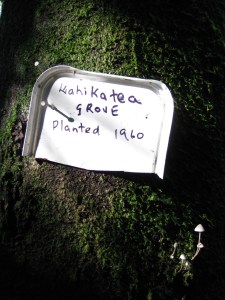 Seeley's Gully restoration project, Hamilton, Waikato.