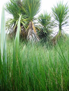 Community-driven wetland restoration project