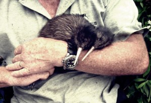 Kiwis ready for release