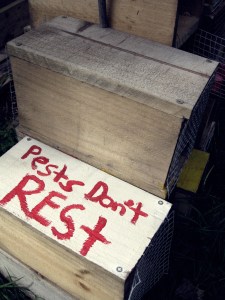 Stoat traps made by school children