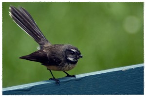 NZ Fantail, Piwakawaka_Michael Lawton_Flickr.com