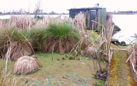 Lake Koromatua, Waikato