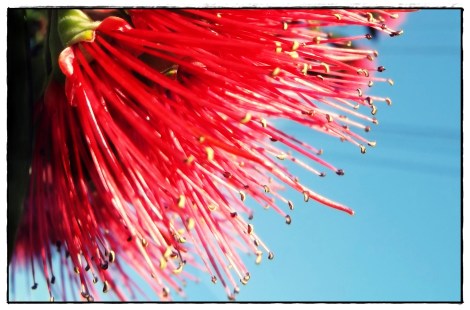 16322133529_cd573c8832_o