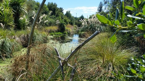 Mapua wetland, a drained paddock restored by the local community Nelson, New Zealand