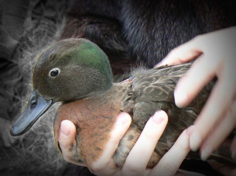 Holding a pateke, Moehau Environment Group
