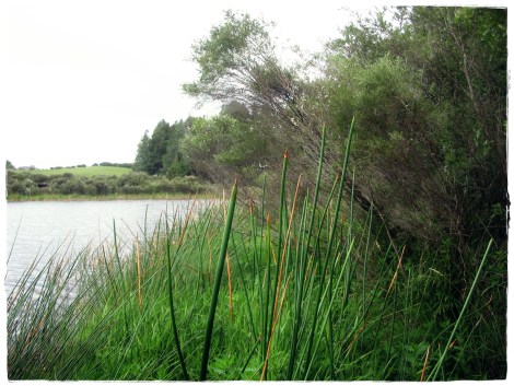 lake Serpentine east Dec 2007 005