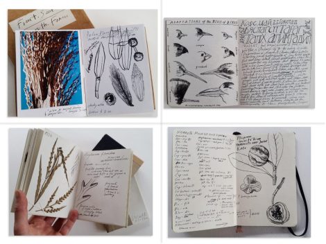 Top LHS: Fruit. Seed. Growth. Form. Handmade diary with photos and drawings. El Bruc, Spain 2002. 1/1 Top RHS: The Comrade Whom You Want To See Has Come. Handmade diary with writing and illustrations. Ulaan Bataar, Mongolia 2001 Bottom LHS: Walk and Notes. Handmade books with slip cover, plant specimens and pen. Auckland 2000. 1/1 Bottom RHS: Field diary. Pen, pen and ink. Various NZ locations 1/1