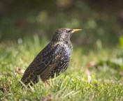 Hedera Baltica_FlickrCC 2.0