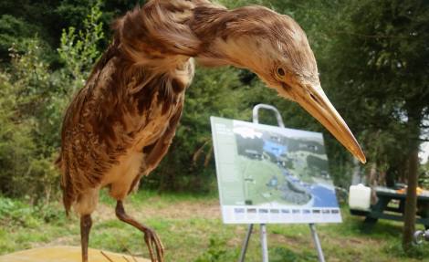Bittern display