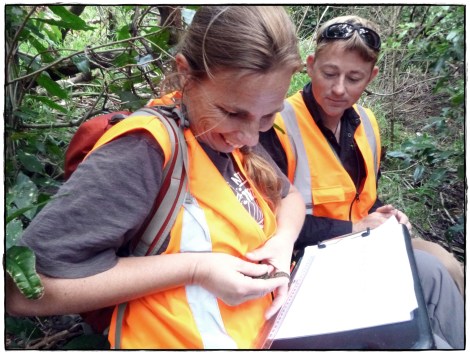 Lizard monitoring workshop