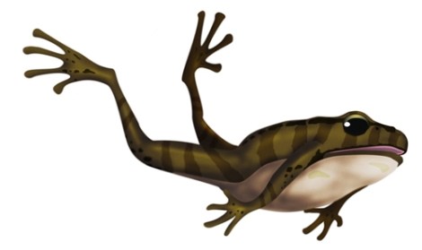 Leiopelmatid belly-flopping_Lewis Hurst for NZ Geographic