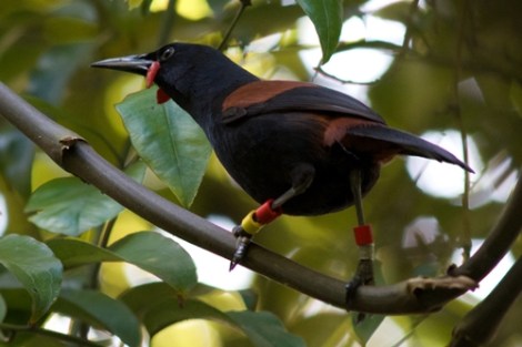 Nth Is Saddleback_Rotokare_Jon Sullivan