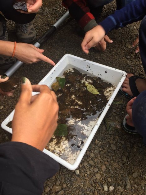 SHMAK invertebrate survey